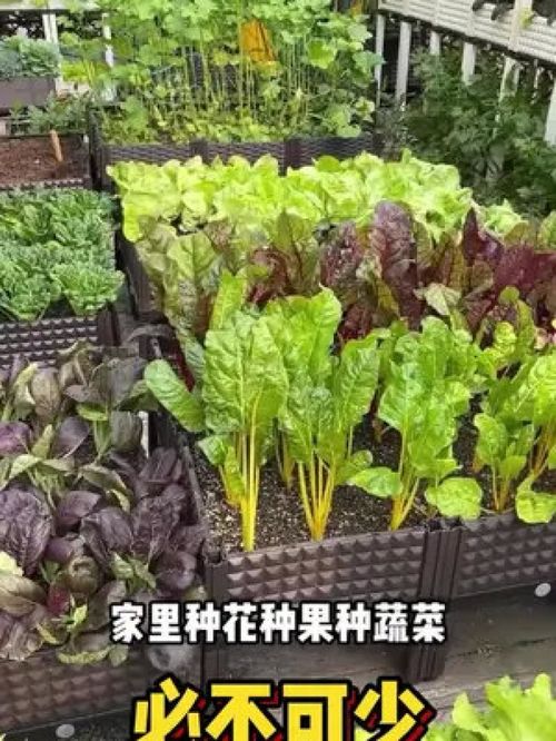 种花种菜光用土都快破产了,还好我买了几块神奇的椰砖,遇水就能膨胀,一块砖能泡一大盆土,它经过高温杀菌,没有任何病虫害