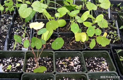 用种子培育旱金莲,上手简单的观叶观花植物,缺点就是难度夏
