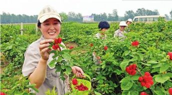 农村创业有哪些好的项目可以考虑