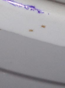 花盆土壤里有非常小的虫子爬来爬去,会危害植物的生长吗