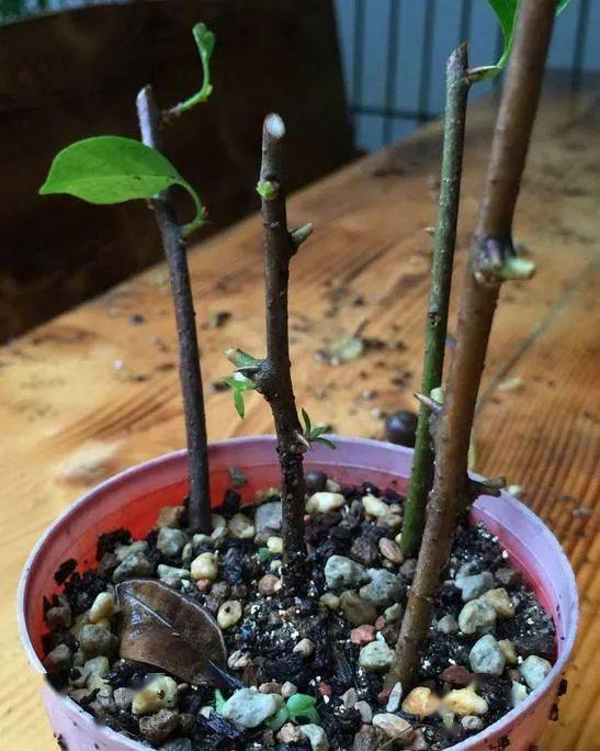 3种花好看别买,剪点枝插土里,能活几十盆