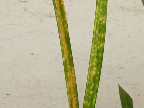 快速清除介壳虫的方法
