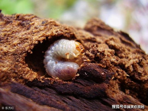 农村烂树里面都是这种白花花的小肉虫,竟然是可以生吃的高蛋白