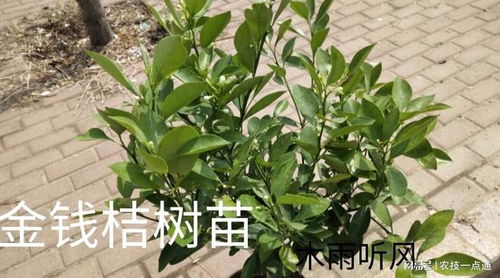 怎样让新栽的苗木快速生根 掌握栽植技巧,栽一棵活一棵