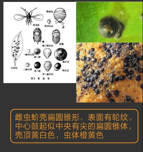 常见十种蚧壳虫识别及防治技巧