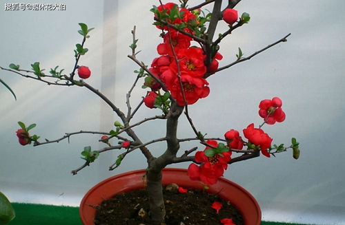 长寿冠海棠花,高颜值老桩盆景 打理好这些开花早又多