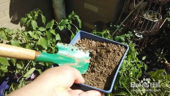种菜种花之前怎样给土壤消毒灭菌除虫