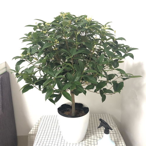 春天养桂花,也有小技巧,按照习性养,株型别致,开花一树香