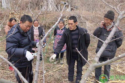 李子树的修剪方法有哪些 这四种方法可供选择