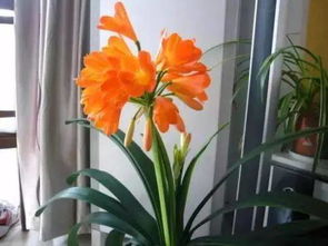 民间清除花盆小飞虫的小窍门,收藏备用