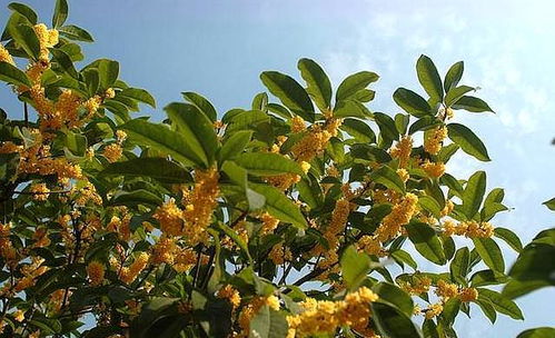 养桂花其实挺简单,做好这些事,叶不黑,根系壮,开花处处香