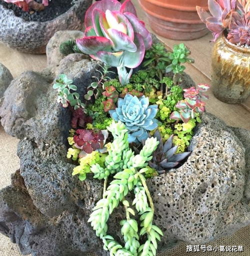 家庭自制肥料 用这3款养殖多肉植物,保证茎叶长得肥嘟嘟