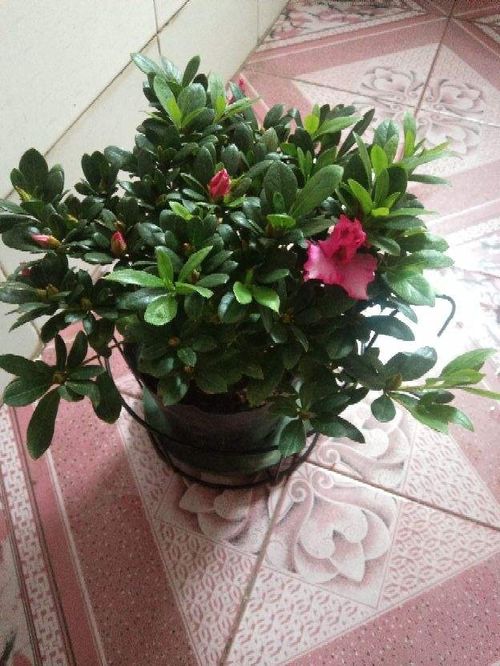 花盆底部垫点小东西,不漏土不闷根,植物长得特壮