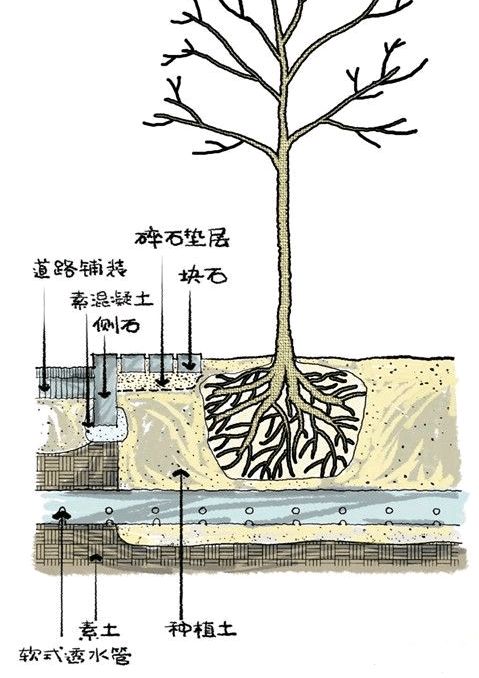 树都不会种,还好意思说自己是干园林景观的