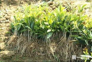 怎么判断桂花过了缓苗期_怎么看桂花移栽成活