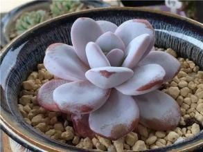 夏天,多肉植物浇水的正确打开方式