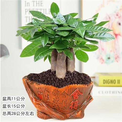 发财树盆栽室内外客厅桌面绿植小盆景大发财树苗招财树吸甲醛植物