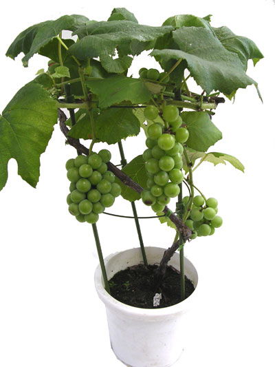 盆栽葡萄种植技术要求
