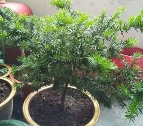 养红豆杉盆景,满足2个基本条件,才能结出漂亮的 红豆