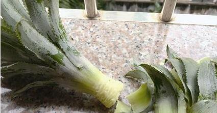 如何自制简单的生根水的最新相关信息
