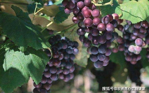 葡萄用什么水溶肥能膨果 葡萄什么时间施肥好 葡萄防裂防晒用什么