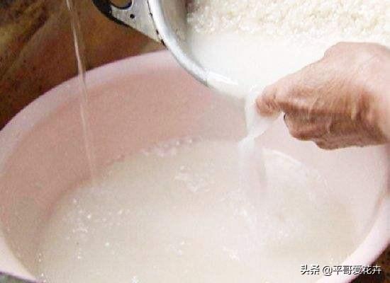 养绿萝只需学 1招 ,浇上 3种水 ,成活率高,叶片肥厚 油亮