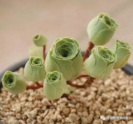 多肉植物需要换土吗 多久换一次呢