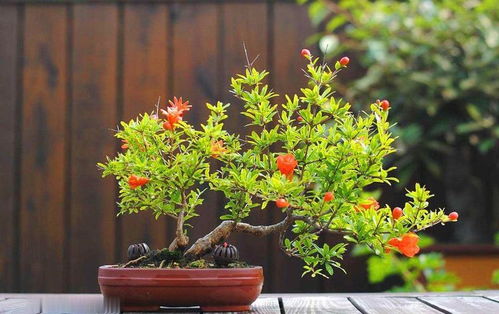 盆栽石榴花怎么养_家庭盆栽石榴树的养殖方法