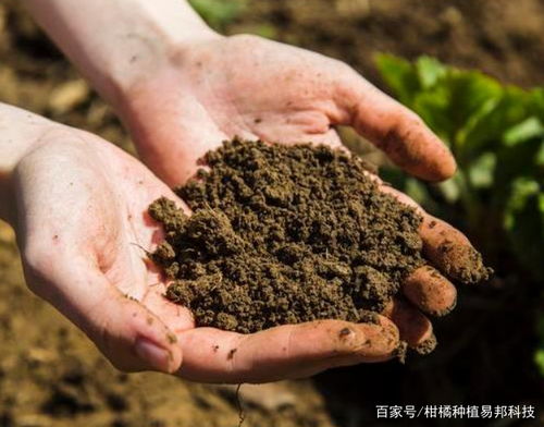 有机质对土壤的作用、有机质对土壤肥力的贡献