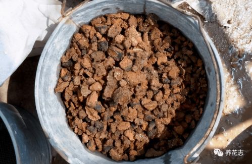 泥炭土 煤渣 火山石养花,更适用于多肉,加强盆栽土透气性