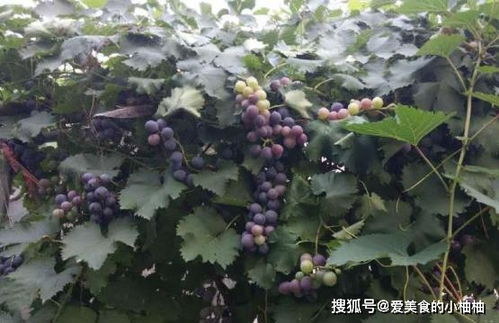 院子里能种葡萄树吗 为何现在少有人在院子里栽种葡萄树了