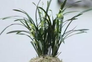 兰花的换土方法