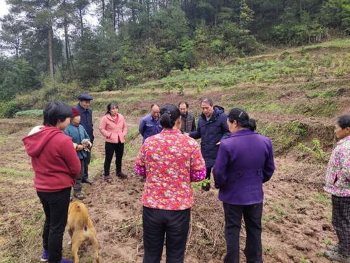 涪陵区李子种植栽培技术培训送到田间地头