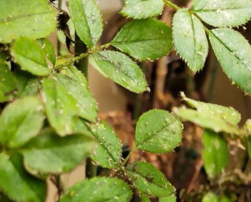 大蒜自制万能杀虫水—菜叶上的蚜虫怎么消灭