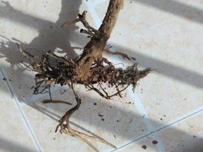 盆栽的植物叶子从外向内慢慢变黑然后茎部由上向下变黑最后连根也变黑全部死掉是什么原因