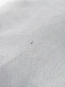 这是什么虫子 我家是木头房子 我的房间到处都有特别是白床单上和墙角 而且它会跳的