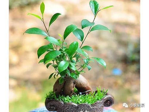 花盆里有虫子应该如何清除