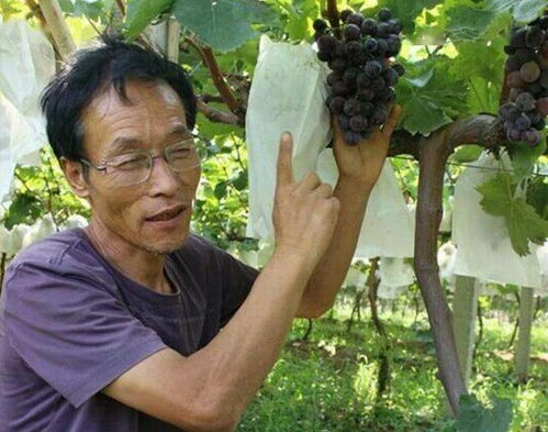 五亩地年收入十几万,这样种植的你也可以翻番挣钱
