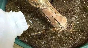 室内盆栽的土面上有一些白色的小虫子,要怎么才能彻底清除