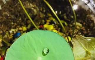 警惕 不是所有水都可以用来浇花的