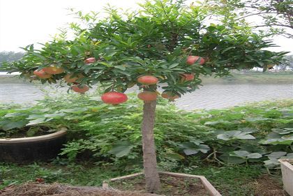 石榴怎么剪枝