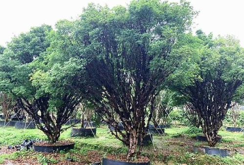 小伙返乡种 树葡萄 20万棵年入百万 网红土豪果 的市场前景还能走多远