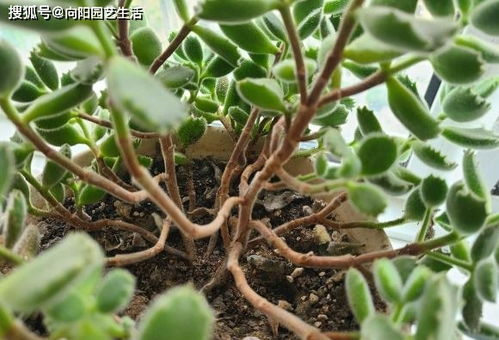 熊童子怎么养 泥炭土加河沙,多晒太阳多施肥,很快长成小树桩