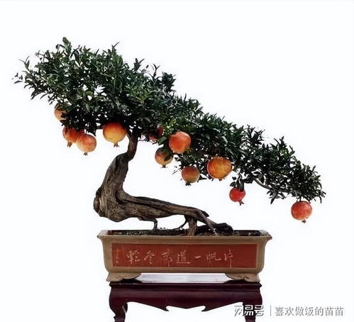盆栽石榴这么养,几个小窍门,开花又美又多,一起来看看
