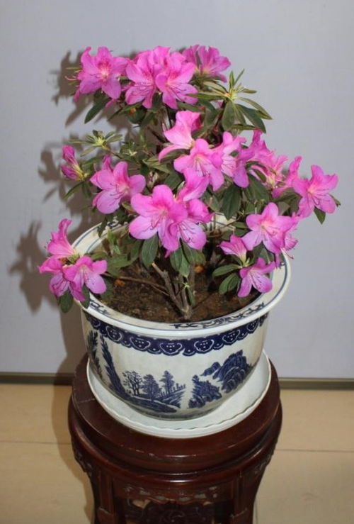 怎样让花盆里的土疏松透气不板结