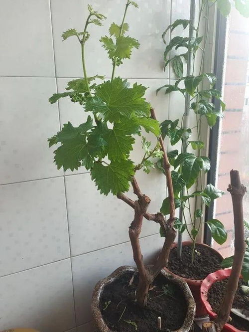 阳台盆栽葡萄,知道几个养护小技巧,当年爬满墙,两年就挂果