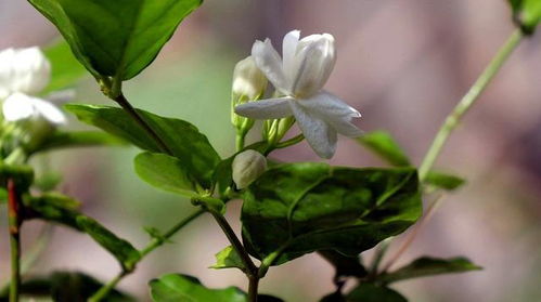 这4种植物喜欢肥沃的土壤,夏天撒上一把肥料,越养越好