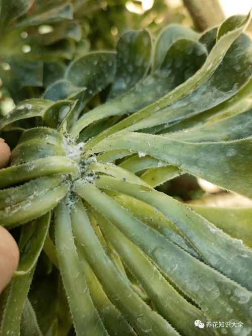 灭小黑飞的最有效方法、自制万能杀虫水