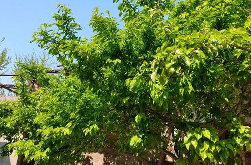 有院子的话,定要养棵果树,风水好 结果多