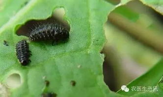 超级经典 32张蔬菜害虫全图谱